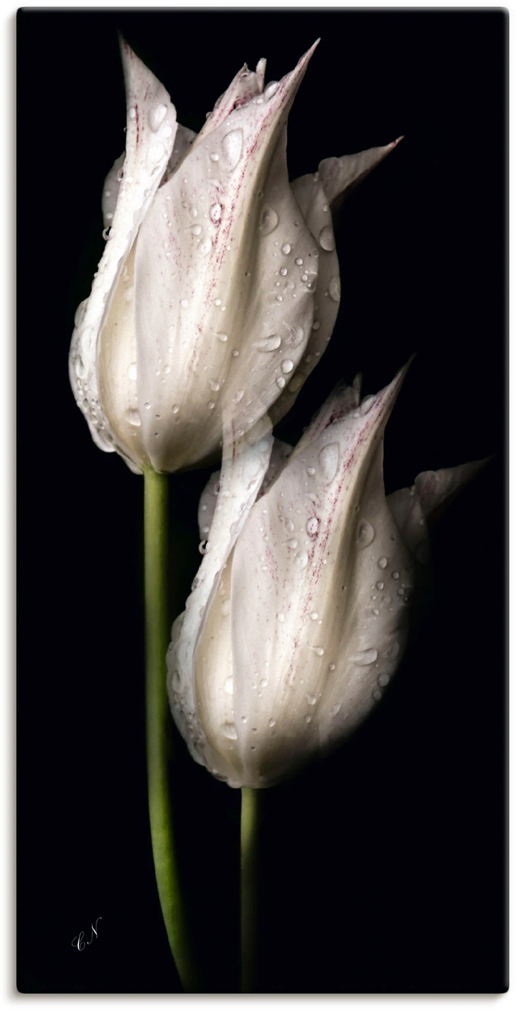 Bild von Artland Wandbild "Weiße Tulpen in der Nacht", Blumenbilder, (1 St.), als Alubild, Outdoorbild, Leinwandbild, Poster, Wandaufkleber