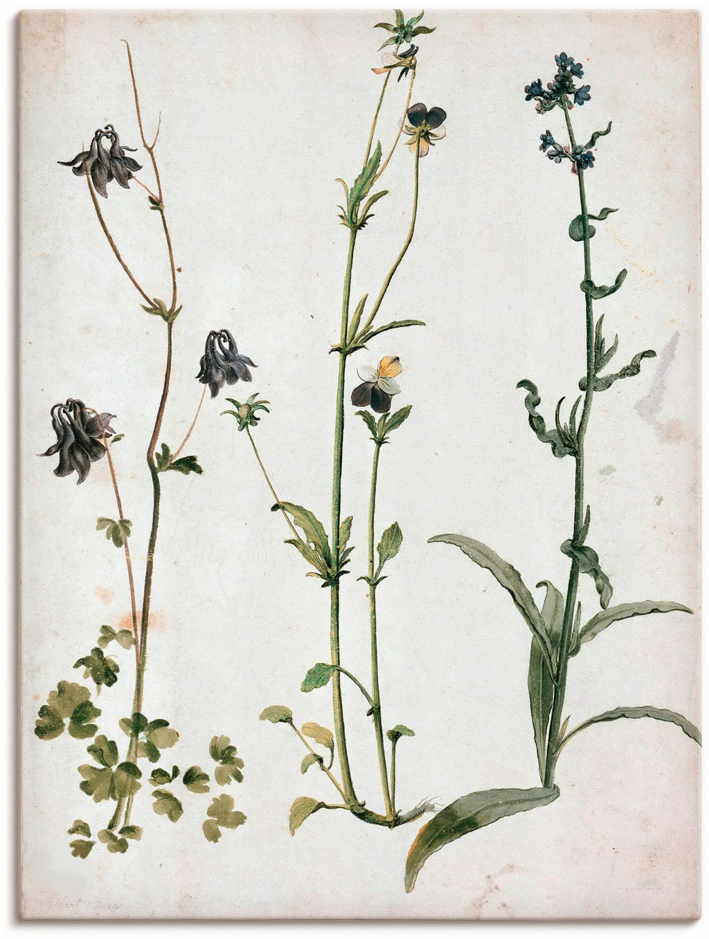 Bild von Artland Wandbild "Akelei, Stiefmütterchen und Ochsenzunge", Blumenbilder, (1 St.), als Leinwandbild, Wandaufkleber in verschied. Größen
