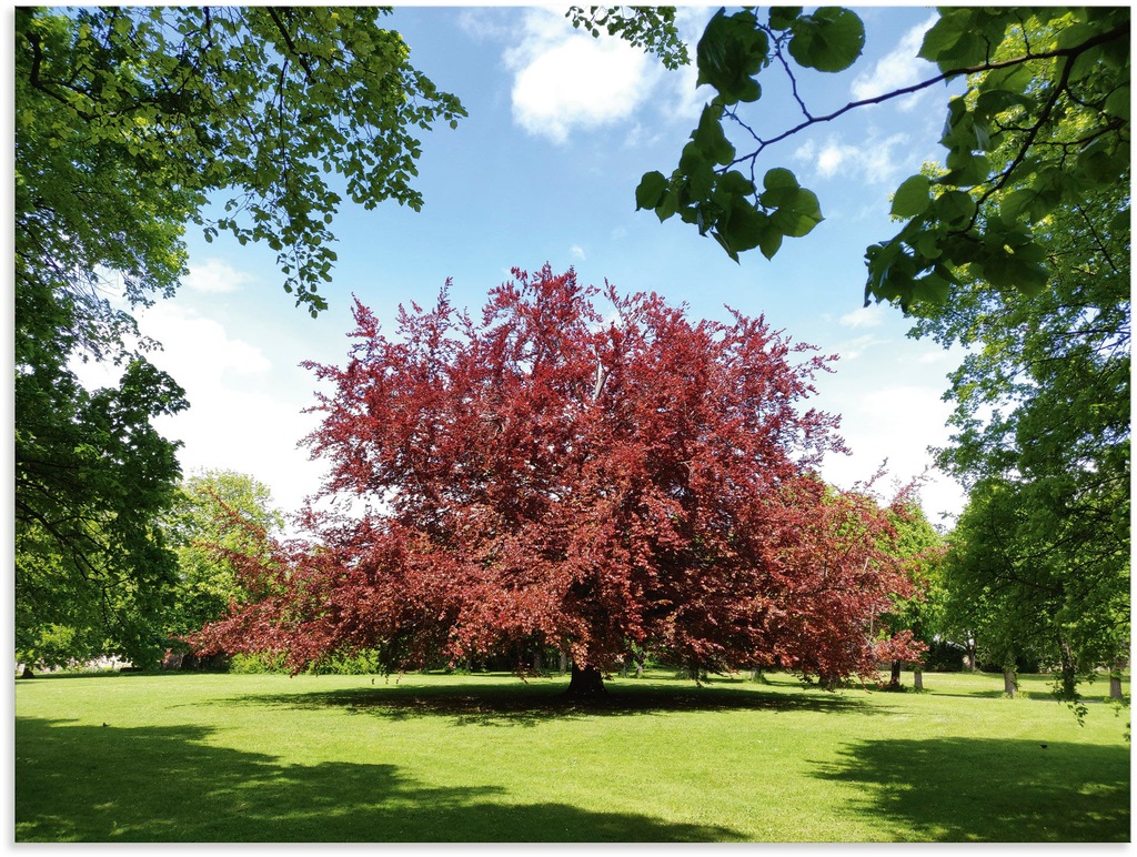Bild von Alu-Dibond-Druck ARTLAND "Blutbuche im Park", rot, B:120cm H:90cm, Alu Dibond, Bilder, für Innen- und Außenbereich geeignet, Outdoorbild