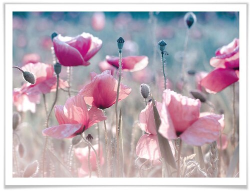 Bild von Wall-Art Poster "Mohnblumen Wiese", Blumen, (1 St.), Poster ohne Bilderrahmen