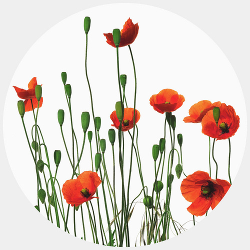 Bild von K&L Wall Art Vliestapete »Runde Vliestapete«, Kadam Rote MohnBlumen Mohn, mehrfarbig, matt - bunt