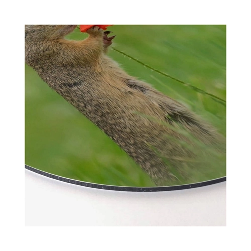 Bild von K&L Wall Art Gemälde Metallposter rund Erdhörnchen Mohnblume Eichhörnchen van Duijn, Metalloptik Wandbild Ø 30cm
