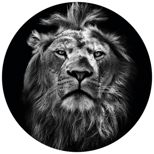 Bild von K&L Wall Art Vliestapete »Runde Vliestapete«, Safari König Löwe Waldtiere Tiere, mehrfarbig, matt - bunt
