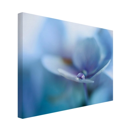Bild von Bilderwelten Leinwandbild - Wassertropfen Hortensienblüte