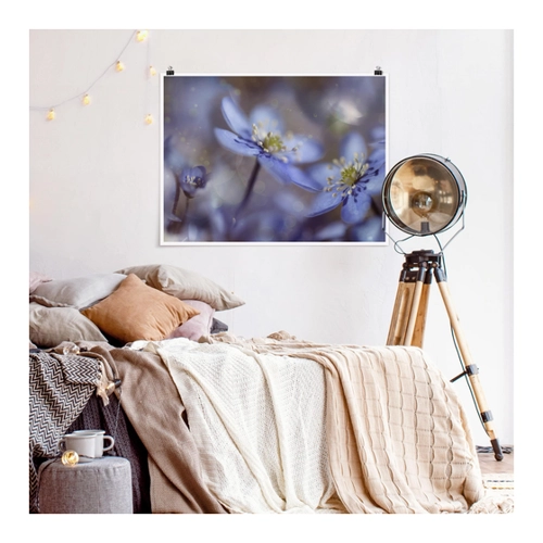 Bild von Bilderwelten Poster Wall-Art mit Klammern - Anemonen in Blau - Querformat 3:4 Matt 30 x 40cm