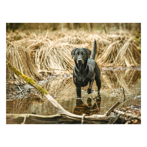 Bild von CALVENDO Puzzle Schwarzer Labrador im Wasser - 1000 Teile