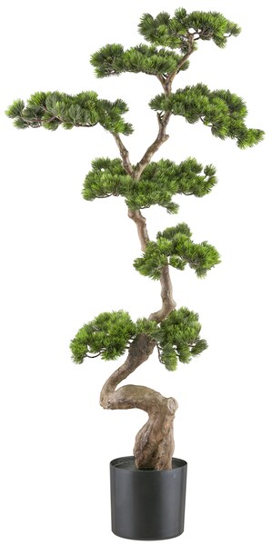Bild von Creativ green Kunstbonsai »Bonsai Kiefer«, mit elegantem Stamm