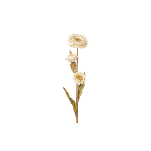 Bild von Elegante Strohblume in Creme-Beige