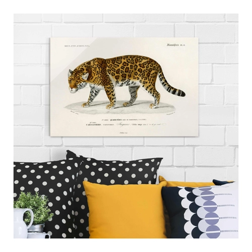 Bild von Glasbild Vintage Lehrtafel Jaguar – Ein echter Hingucker für Ihre Wände