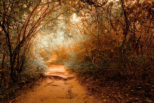 Bild von Papermoon Fototapete »Tropischer Dschungel«