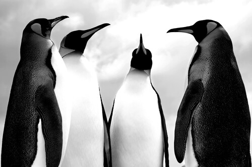 Bild von Papermoon Fototapete »Pinguin Schwarz & Weiß«