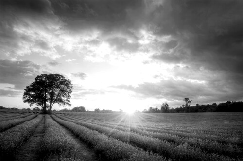 Bild von Papermoon Fototapete "Landschaft schwarz & weiß"