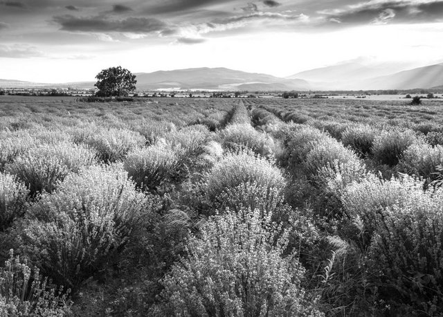 Bild von Papermoon Fototapete »Landschaft schwarz & weiß«