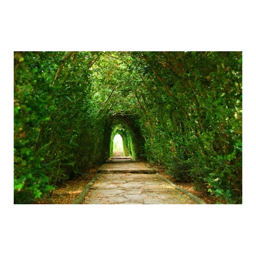 Bild von Papermoon Fototapete »Gartenweg« – Für eine kreative Wandgestaltung