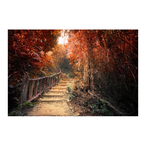 Bild von Papermoon Fototapete »Treppe durch Wald«