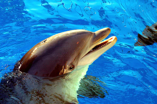Bild von Papermoon Fototapete »Delfin«