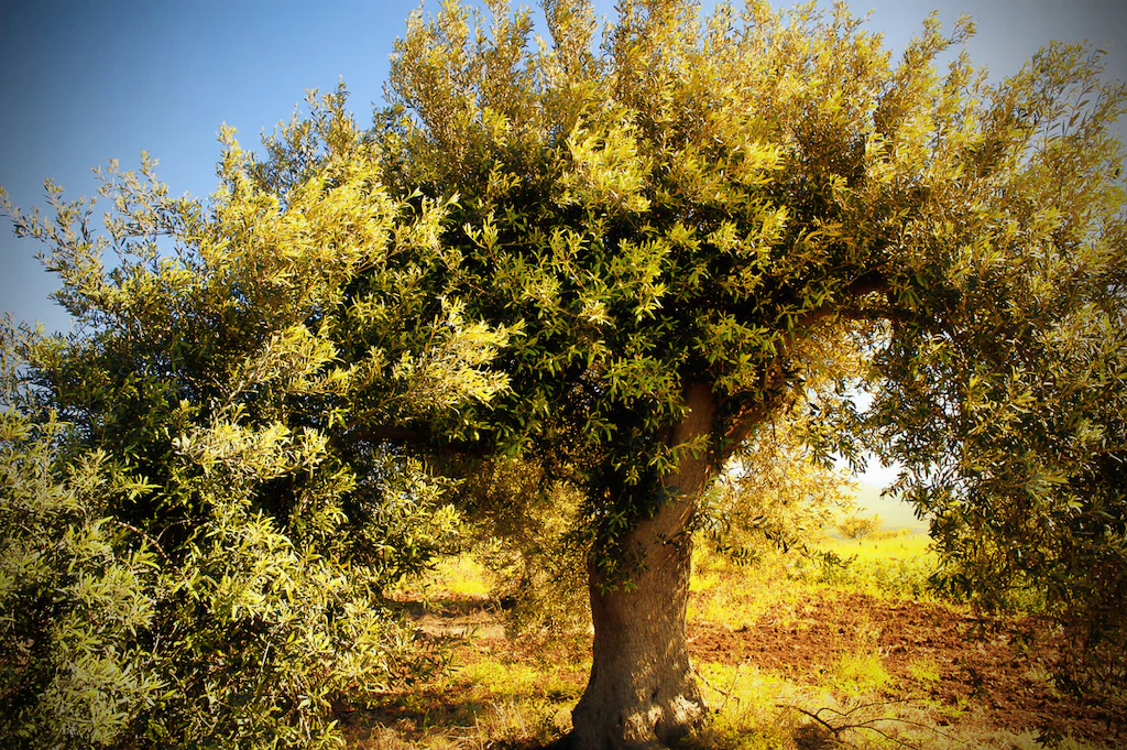Bild von Papermoon Fototapete "Baum"