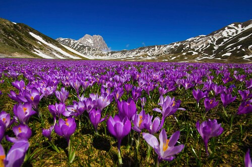 Bild von Papermoon Fototapete »Blumenwiese«