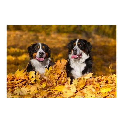 Bild von Papermoon Fototapete »Hunde in Blätterhaufen« – Eine kreative Wandgestaltung