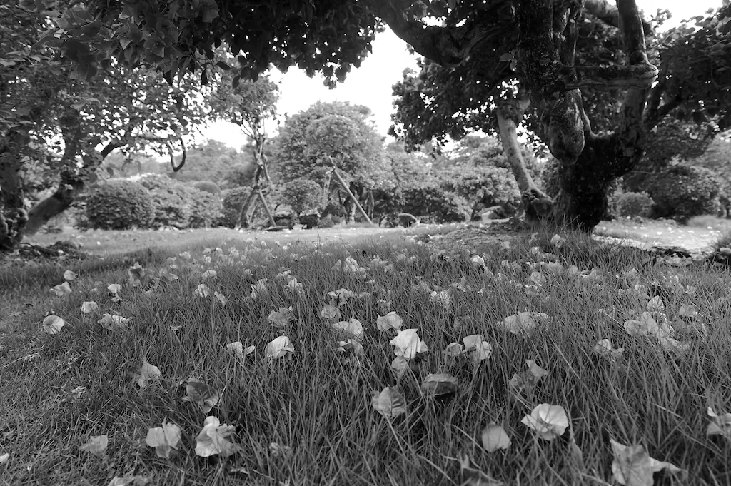 Bild von Papermoon Fototapete "Landschaft Schwarz & Weiß"