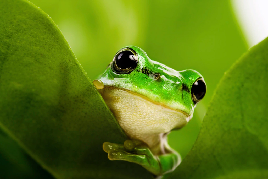 Bild von Papermoon Fototapete "Frosch auf Blatt"