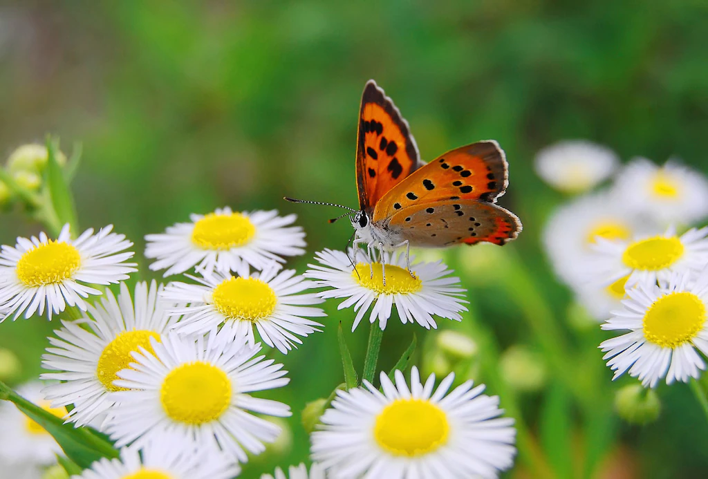 Bild von Papermoon Fototapete "Schmetterling"