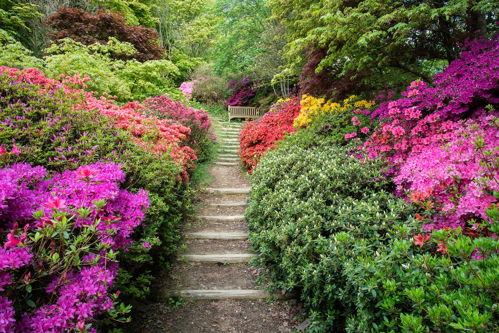 Bild von Papermoon Fototapete "Garten"