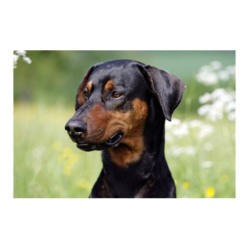 Bild von Papermoon Fototapete "Hund" – Perfekte Wandgestaltung für Tierliebhaber