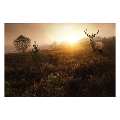 Bild von Papermoon Fototapete "Hirsch in Landschaft" - eine schöne Wandgestaltung