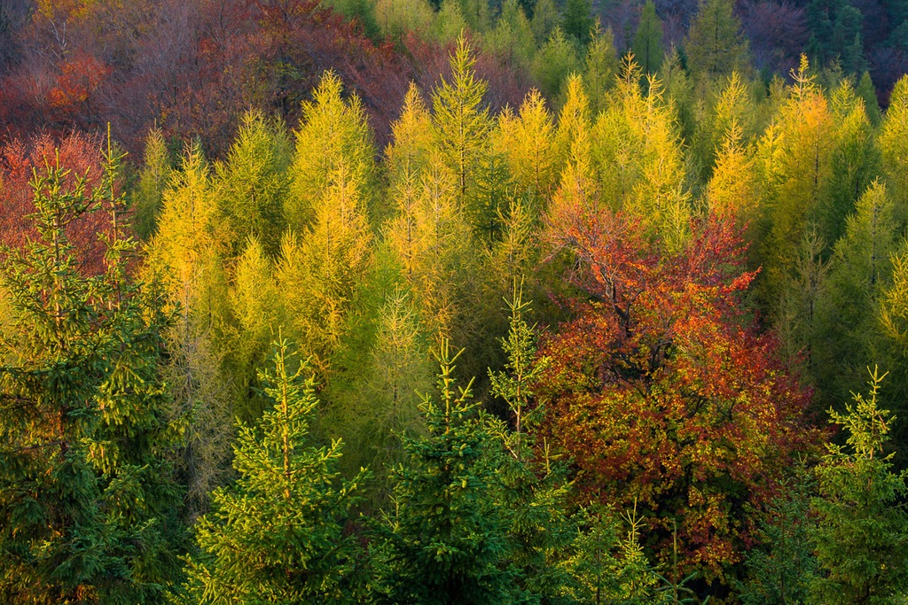 Bild von Papermoon Fototapete "Wald"