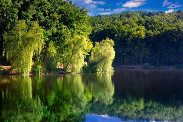 Bild von Papermoon Fototapete "See im Wald"