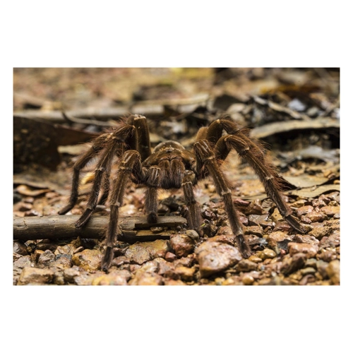 Bild von Papermoon Fototapete »Spinne« - Ein kreatives Wanddekor