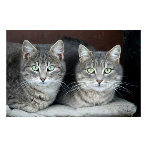 Bild von Papermoon Fototapete "Grüne Augen Katzen" im Test