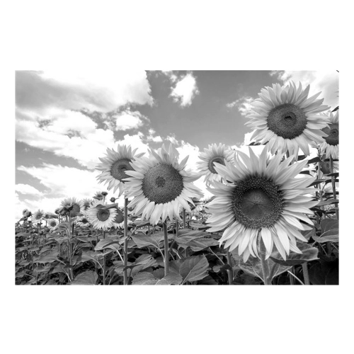 Bild von Papermoon Fototapete "Sonnenblumen Schwarz & Weiß"