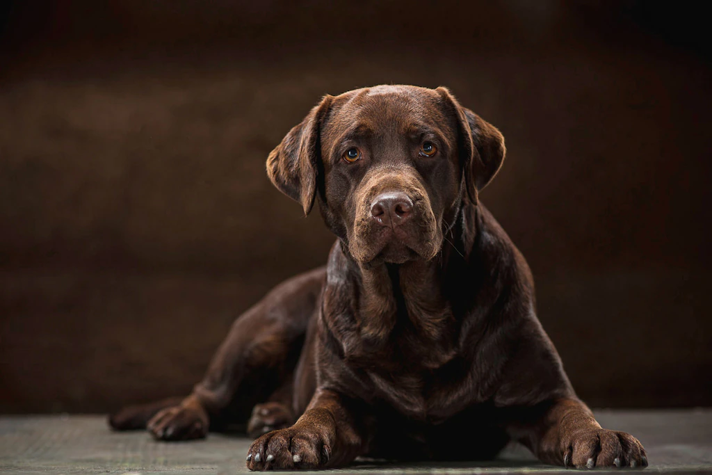 Bild von Papermoon Fototapete "hund"
