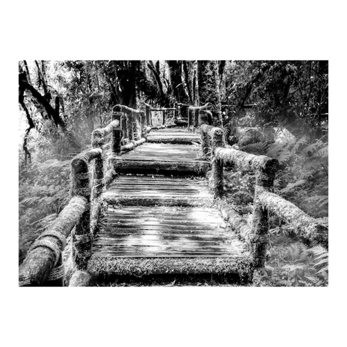 Bild von Papermoon Fototapete Waldbrücke Schwarz & Weiß im Test