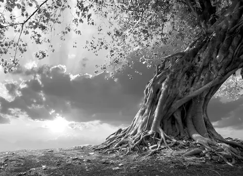 Bild von Papermoon Fototapete "Baum Schwarz & Weiß"