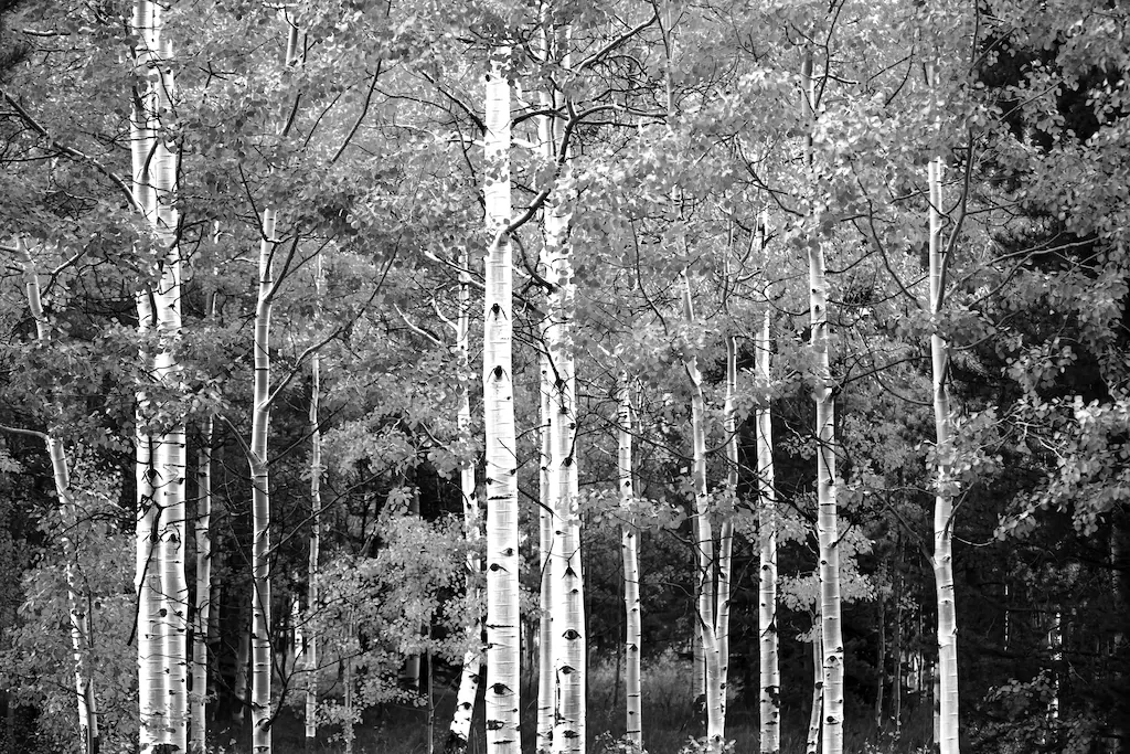 Bild von Papermoon Fototapete "Wald Schwarz & Weiß"