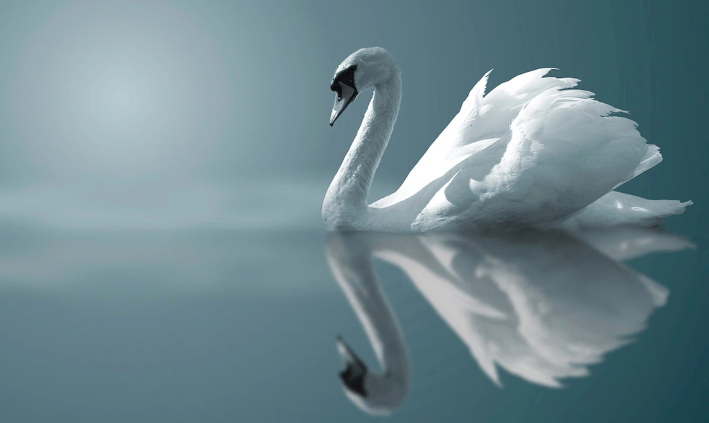 Bild von Papermoon Fototapete "Schwan im Wasser"