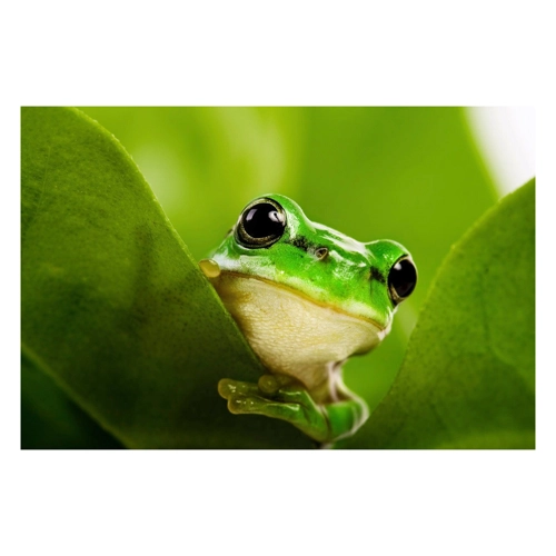 Bild von Papermoon Fototapete "Frosch auf Blatt" - Ein kreativer Wandbegleiter