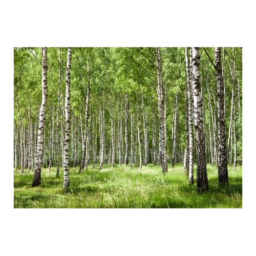 Bild von Papermoon Fototapete Birkenwald