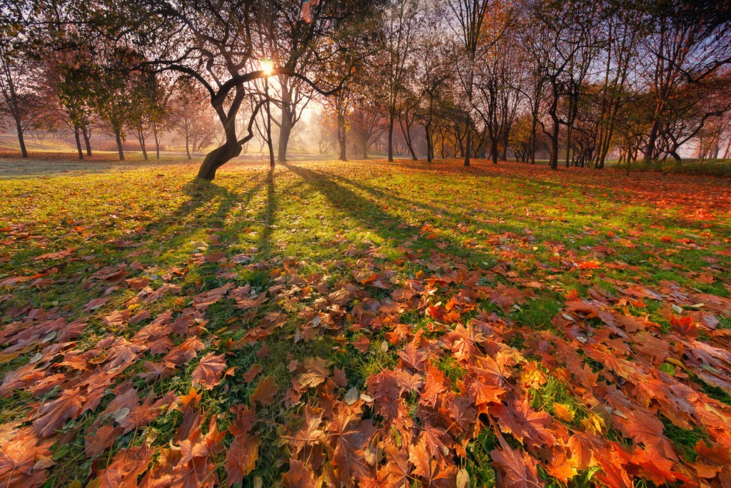 Bild von Papermoon Fototapete "Park"