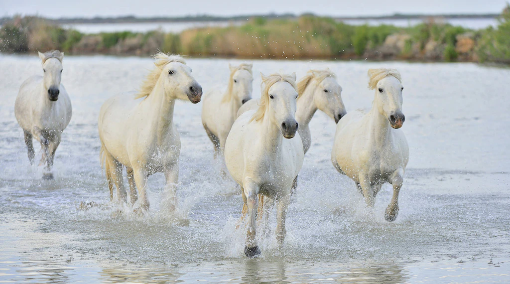 Bild von Papermoon Fototapete "Pferde im Wasser"