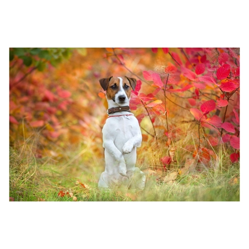 Bild von Papermoon Fototapete »Hund in Natur«