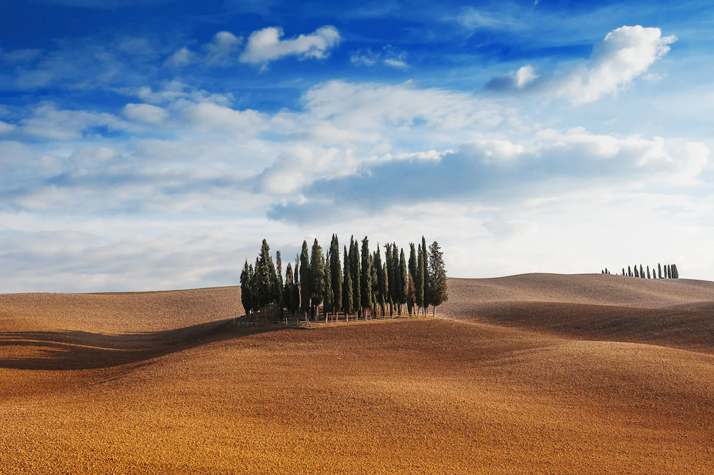 Bild von Papermoon Fototapete "Bäume in landschaft"