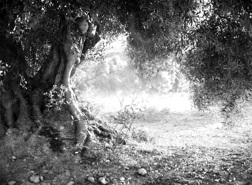Bild von Papermoon Fototapete "Wald Schwarz & Weiß"