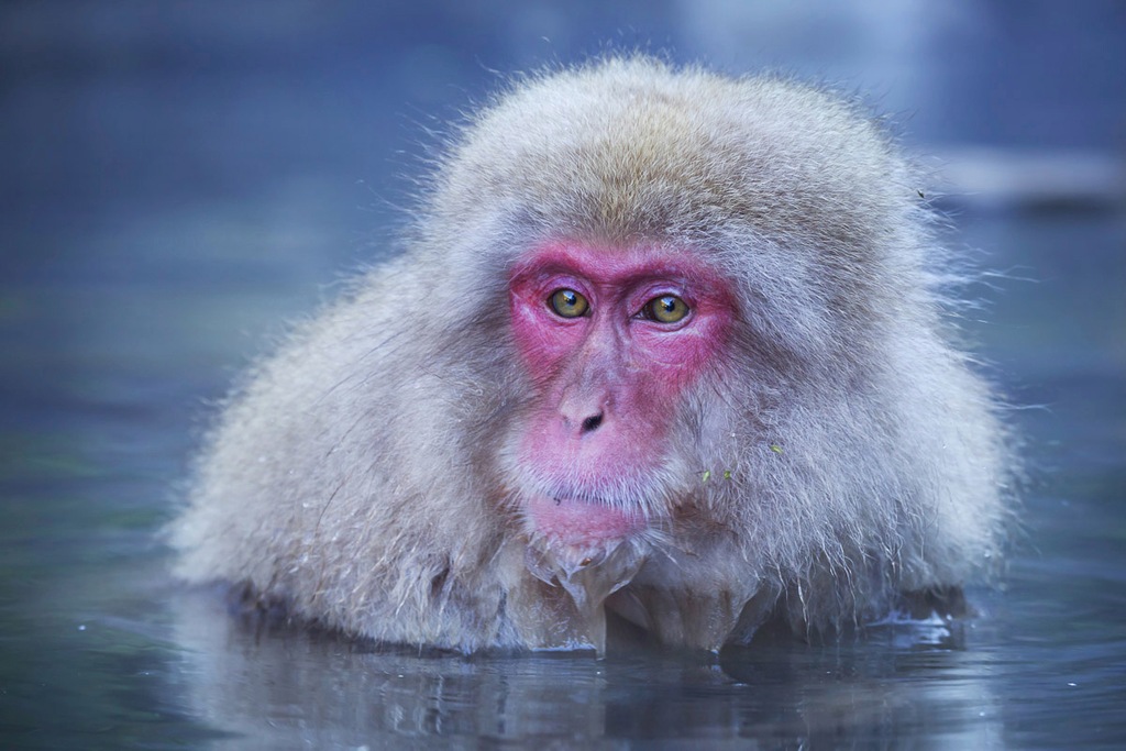 Bild von Papermoon Fototapete "Affe im Wasser"