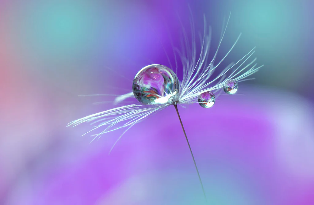 Bild von Papermoon Fototapete "Wassertropfen auf Blume"