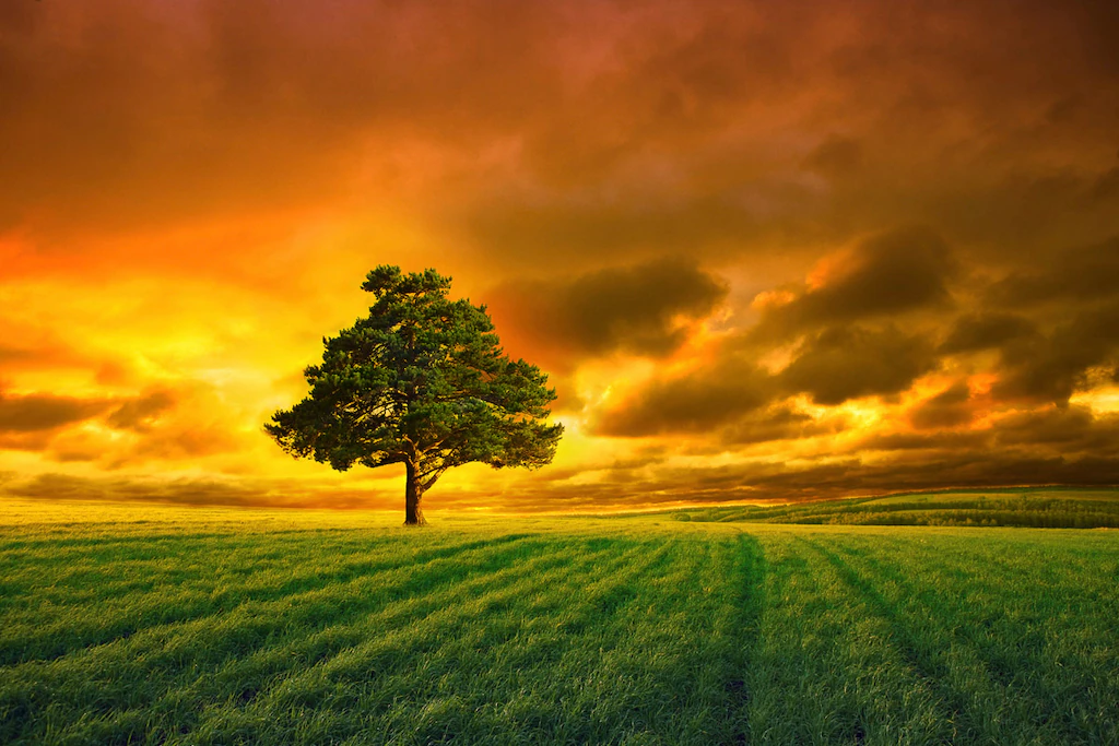 Bild von Papermoon Fototapete "Baum in Feld"