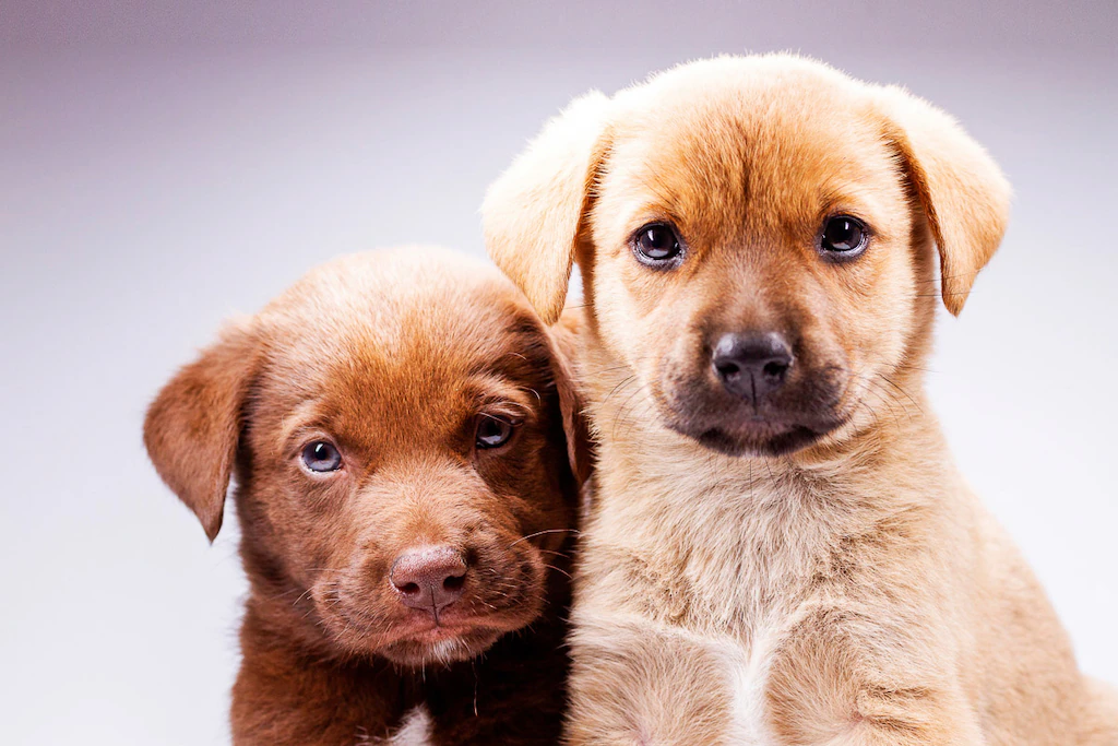 Bild von Papermoon Fototapete "Hunde"